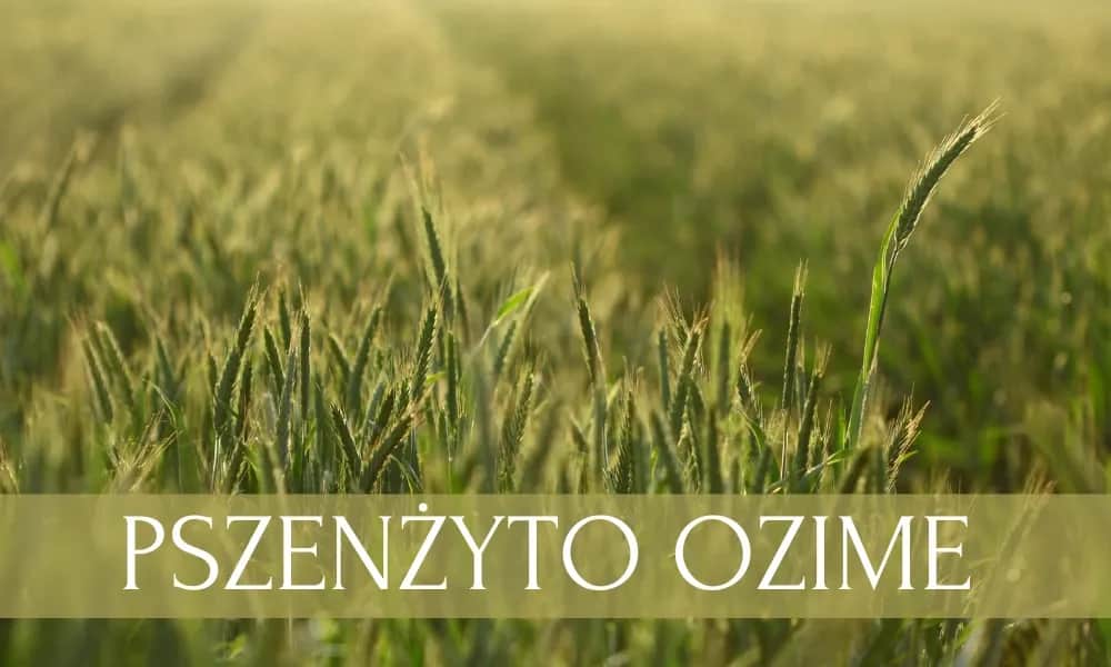 Jaki nawóz pod pszenicę ozimą jesienią, aby uniknąć strat w plonach?