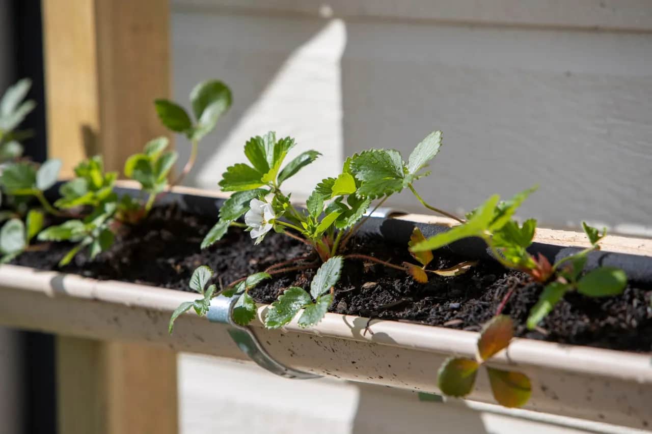 Jak najlepiej sadzić truskawki, aby uniknąć najczęstszych błędów