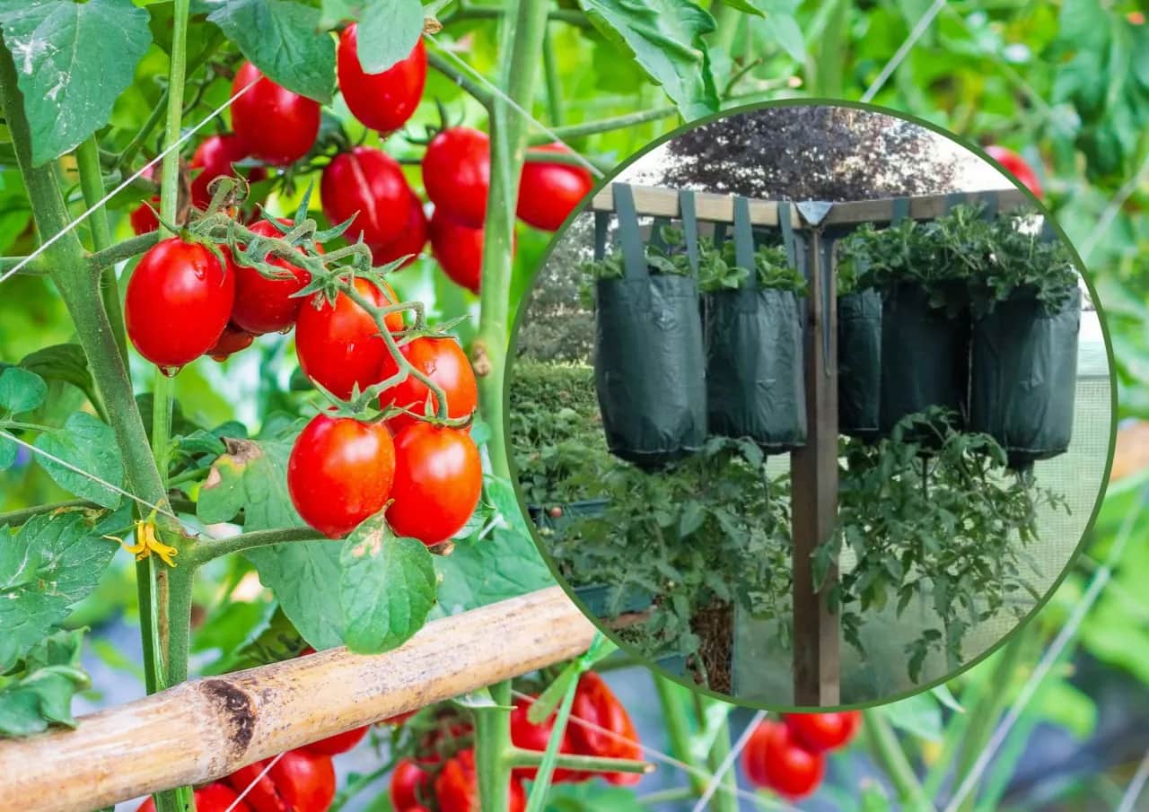 Jak sadzimy pomidory koktajlowe, aby uniknąć najczęstszych błędów