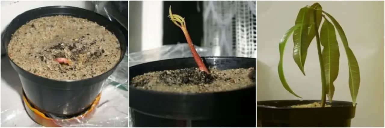 Jak skutecznie sadzić pestkę mango, aby uniknąć niepowodzeń w uprawie