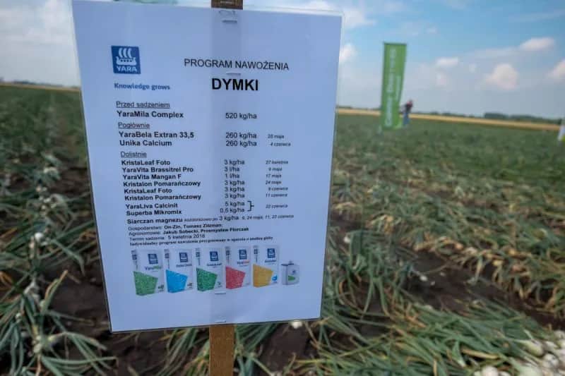 Jakie nawozy pod cebule dymke zapewnią zdrowy wzrost i plony?