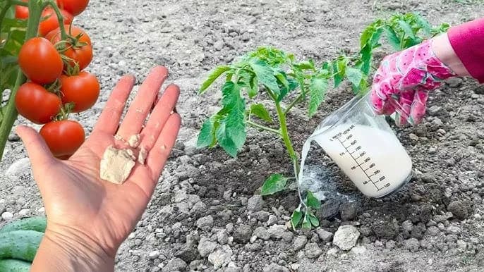 Nawóz z drożdży do jakich warzyw? Odkryj tajemnice skutecznego nawożenia