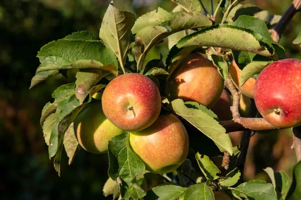 Kiedy jest sezon na jabłka? Poznaj najlepsze miesiące zbiorów