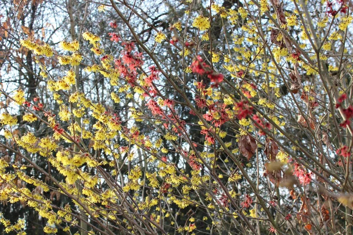 Kiedy sadzić oczary, aby uniknąć błędów i zapewnić ich wzrost?