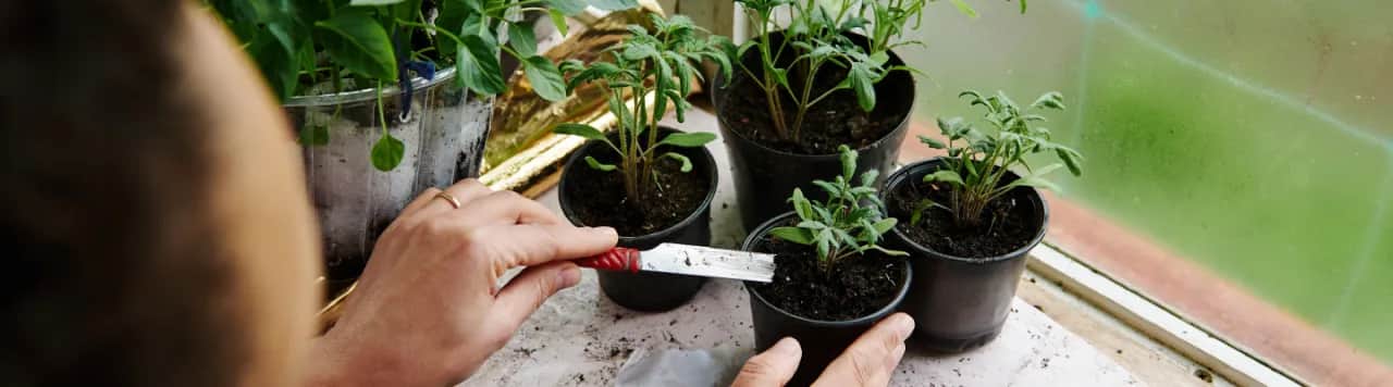 Jaki nawóz do sadzonek pomidorów, aby uniknąć przenawożenia?