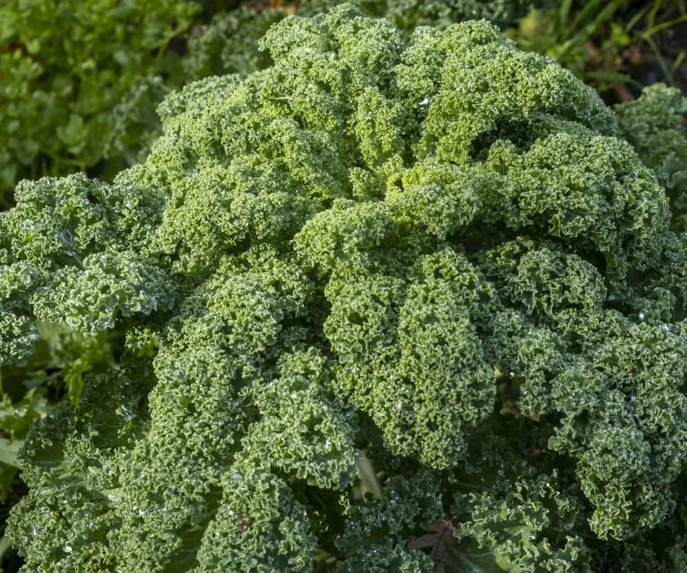 Kiedy jest sezon na jarmuż i dlaczego warto go zbierać po przymrozkach