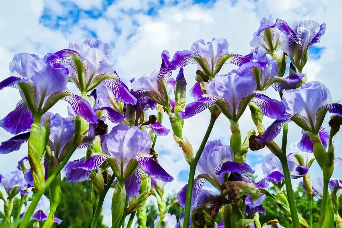 Kiedy sadzić irysy, aby uniknąć błędów i cieszyć się kwitnieniem