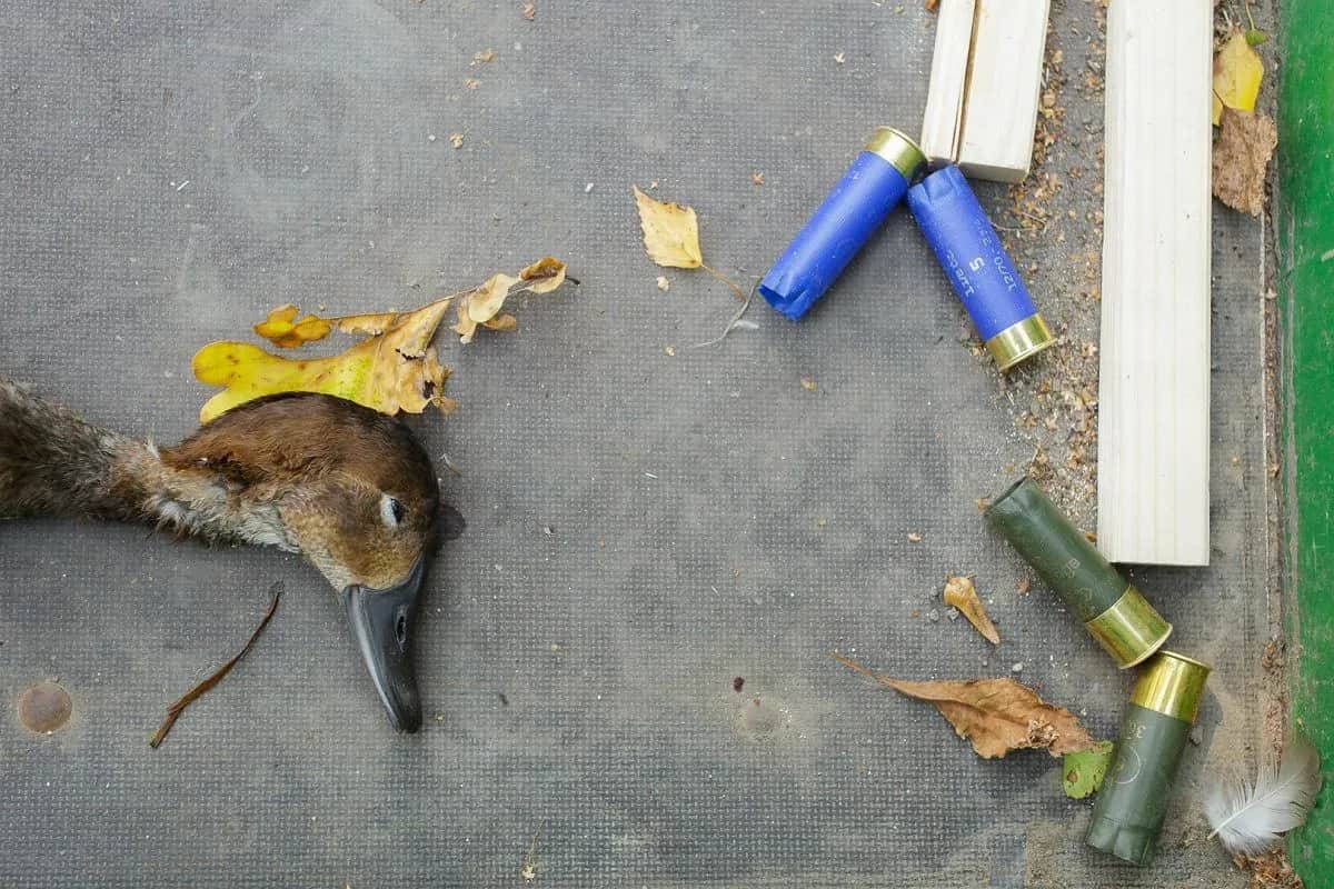 Kiedy jest sezon na kaczki? Poznaj daty i przepisy łowieckie