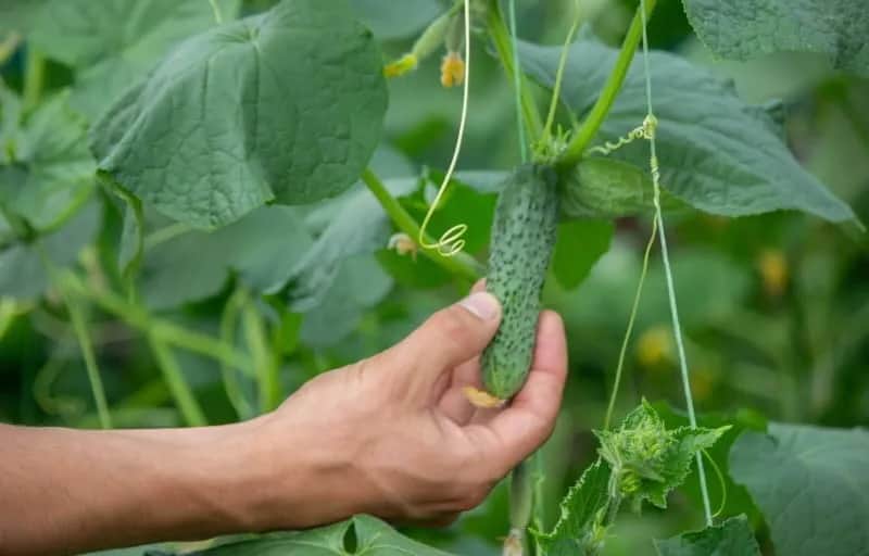 Do kiedy jest sezon na ogórki - nie przegap najlepszych zbiorów