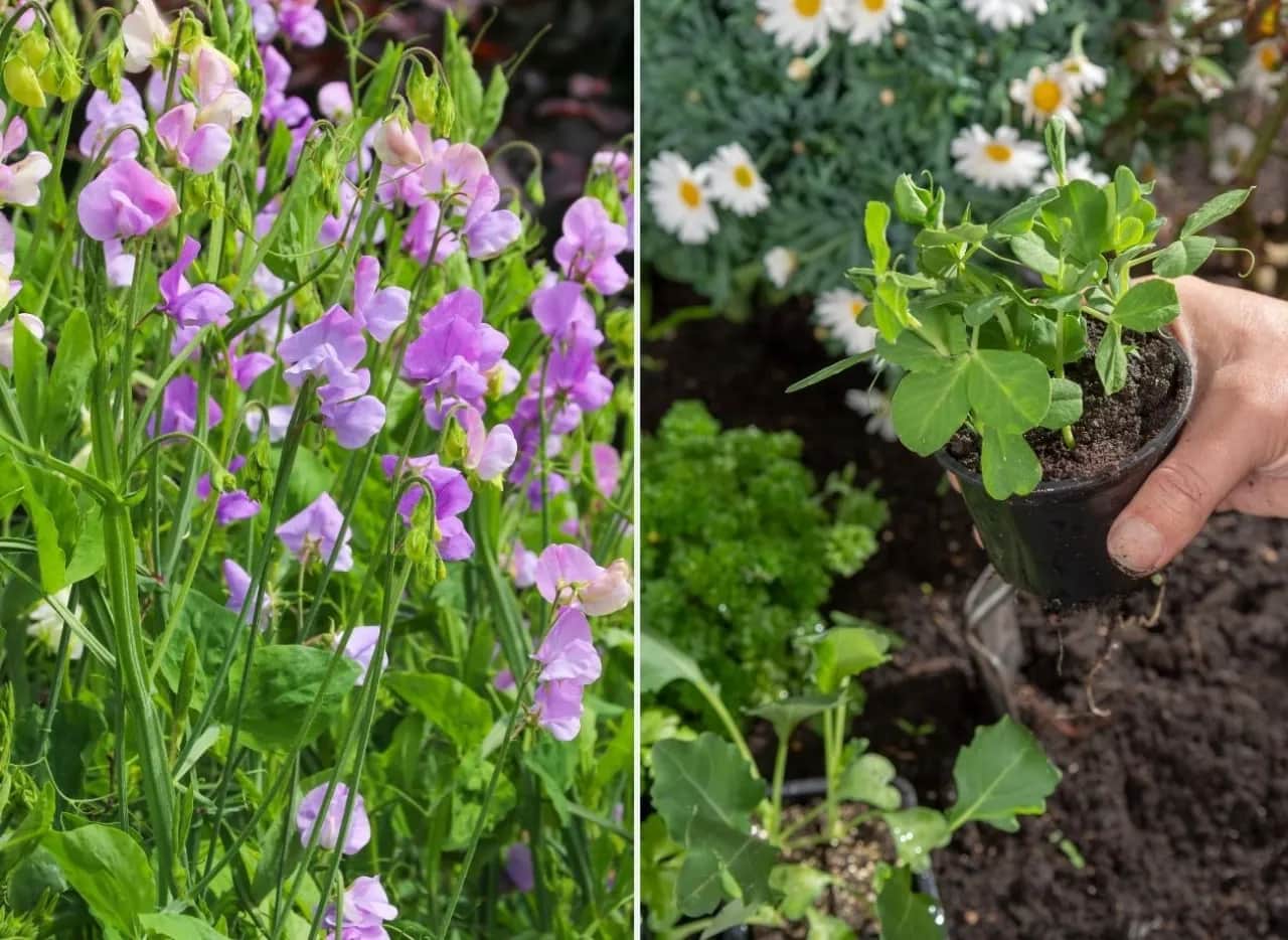 Jak sadzić groszek: proste sposoby na zdrowe plony w ogrodzie