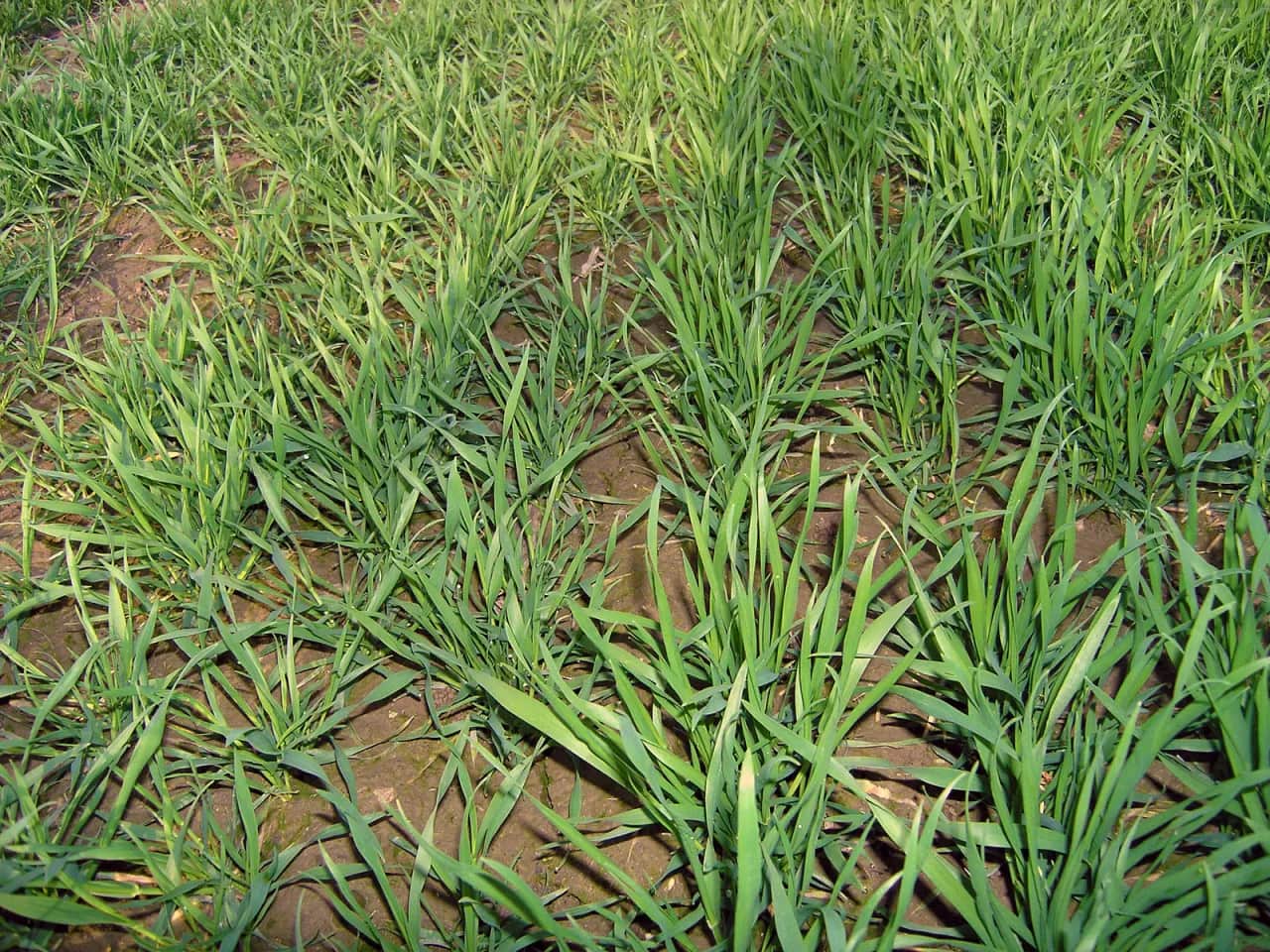 Jakie nawozy na oziminy: Klucz do zdrowych i obfitych plonów