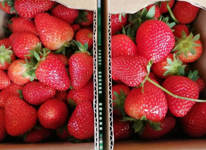 Kiedy jest sezon na truskawki? Sprawdź, kiedy je kupić w Polsce