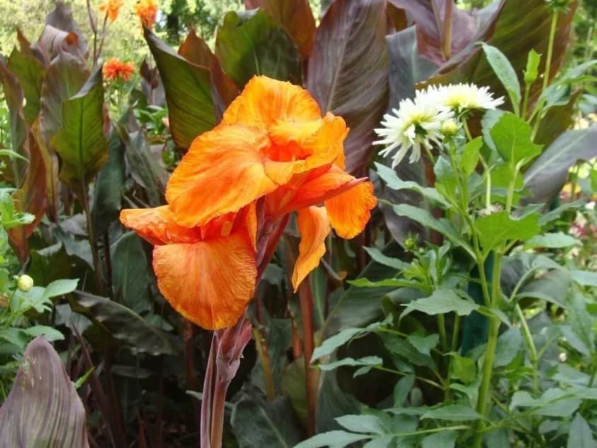 Kanna jak sadzić: proste sposoby na piękne kwiaty w ogrodzie